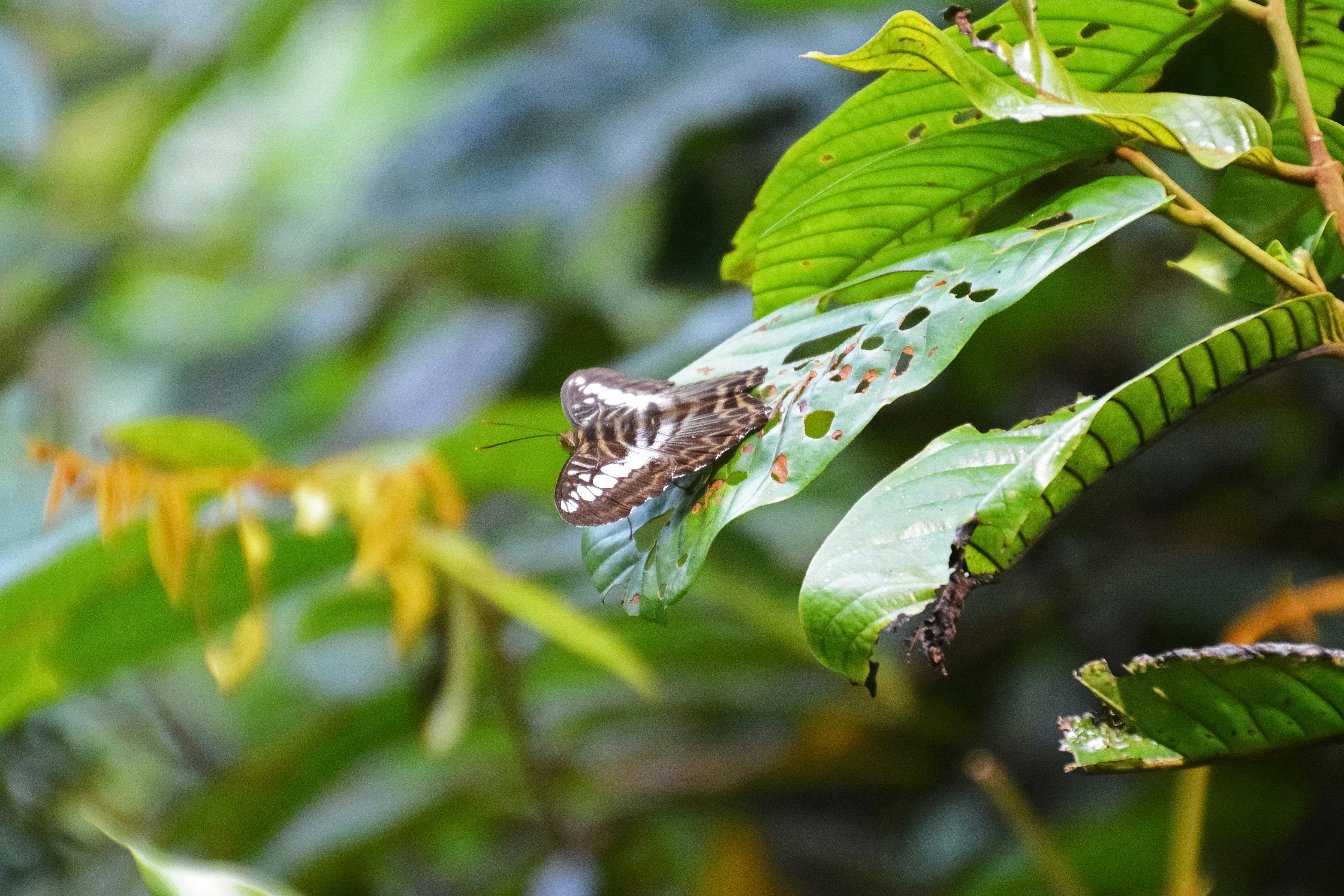 brown and white butterfly on green leaf during daytime