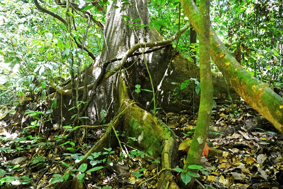 green moss on brown tree trunk