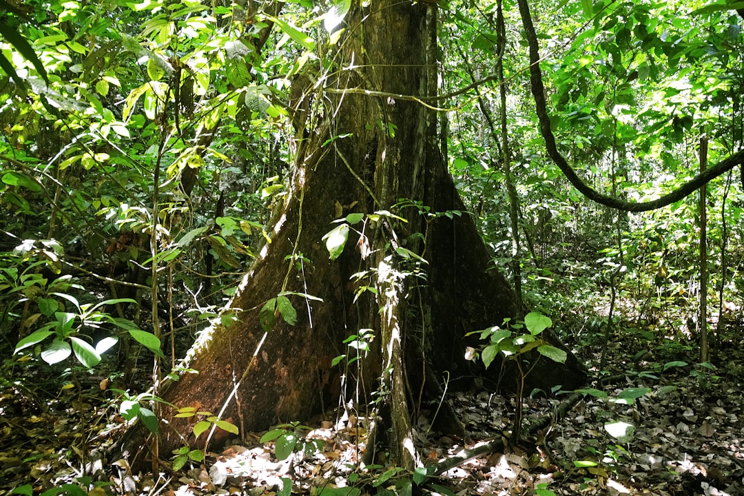 green moss on brown tree trunk