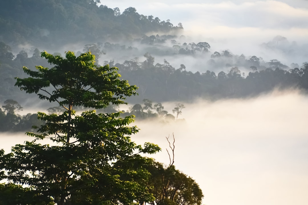 green trees under white clouds during daytime