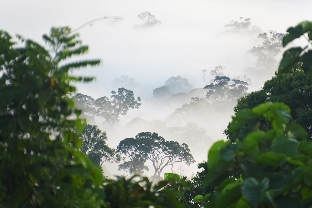 green trees under white clouds during daytime