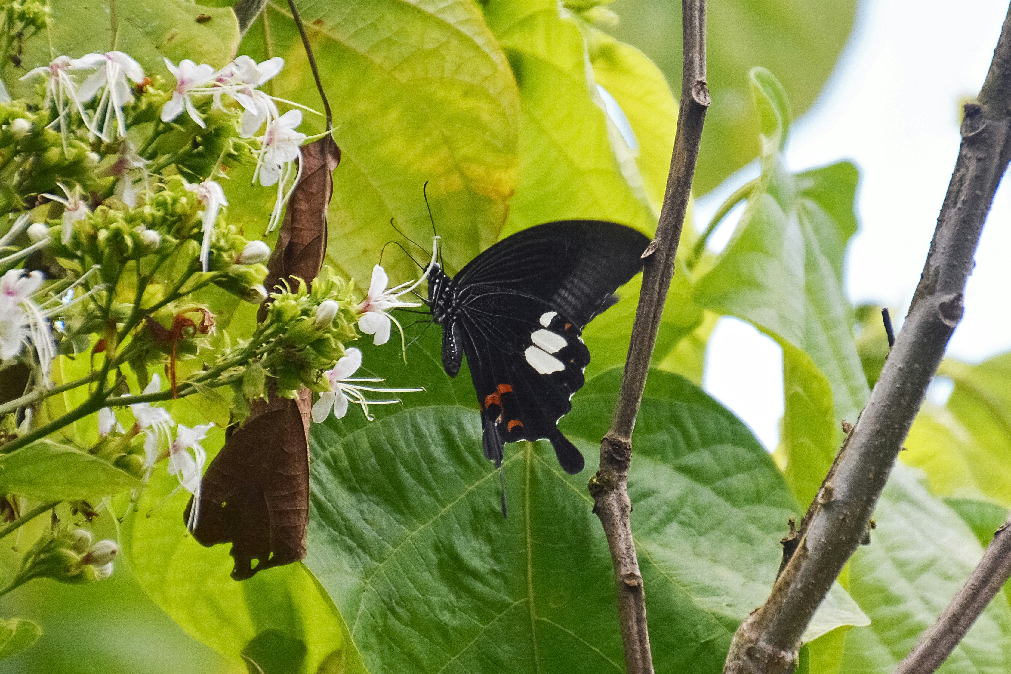 black and red butterfly perched on white flower during daytime