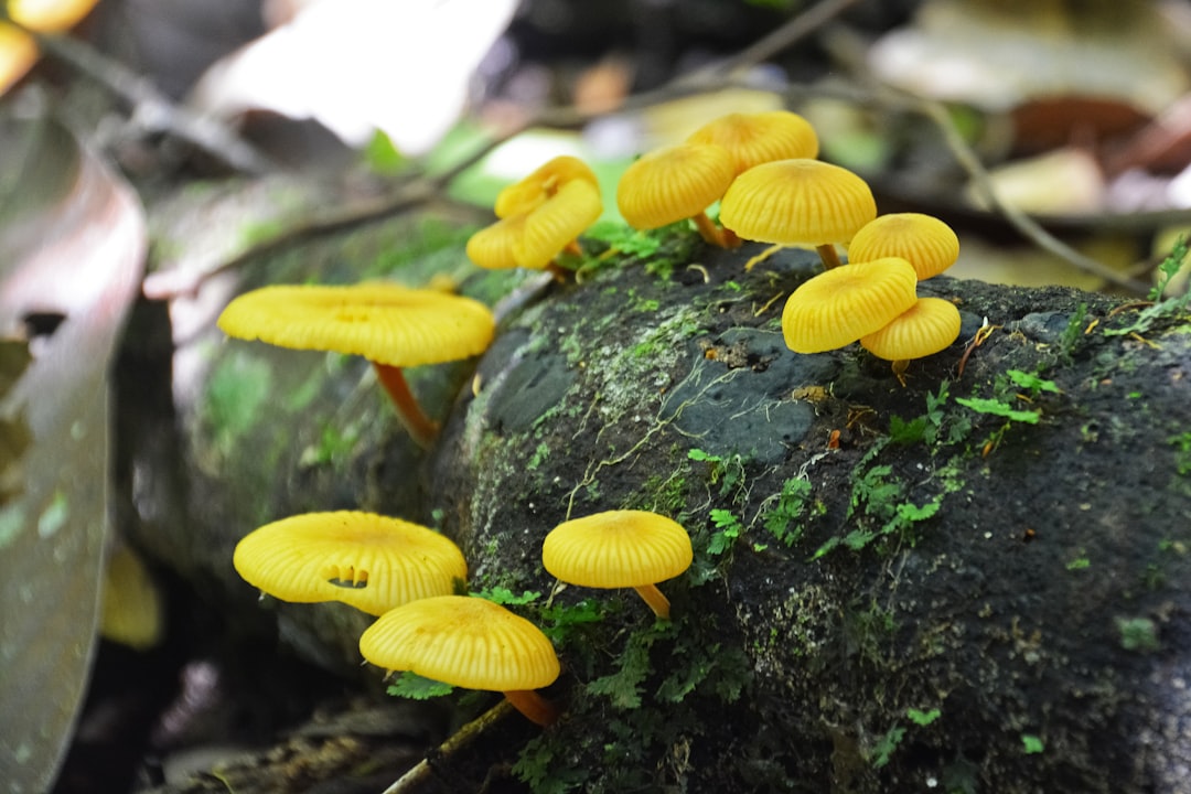 yellow mushrooms on black tree trunk