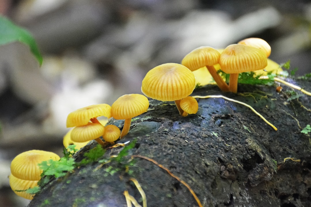 white and brown mushrooms on tree trunk