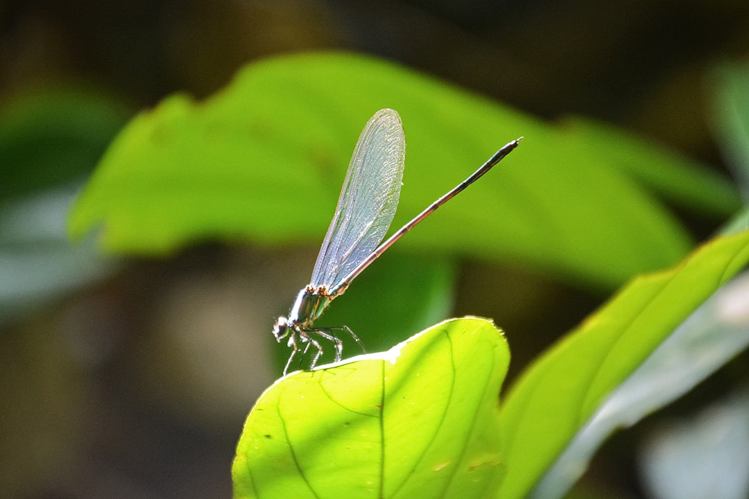 brown and black dragonfly on green leaf