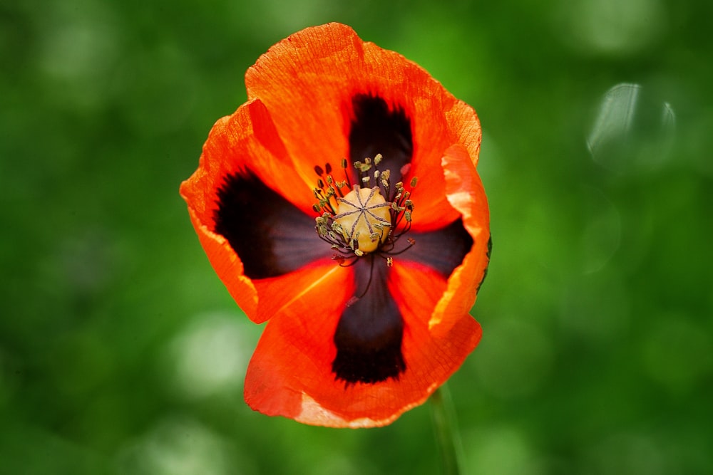 Foto amapola roja en flor durante el día – Imagen Flor gratis en Unsplash