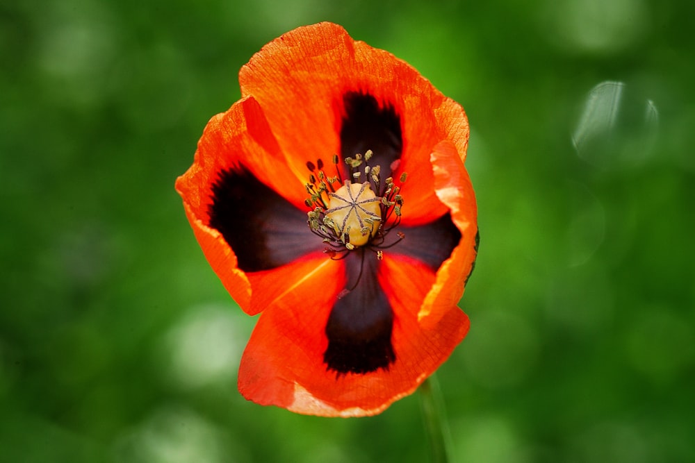 red poppy in bloom during daytime