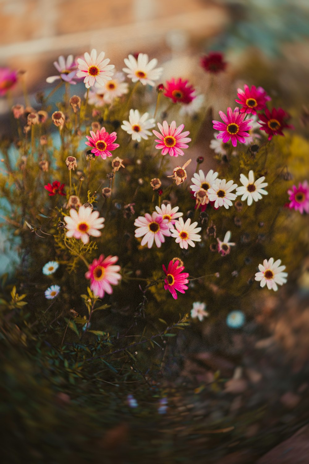 flores rosa e branco na lente tilt shift