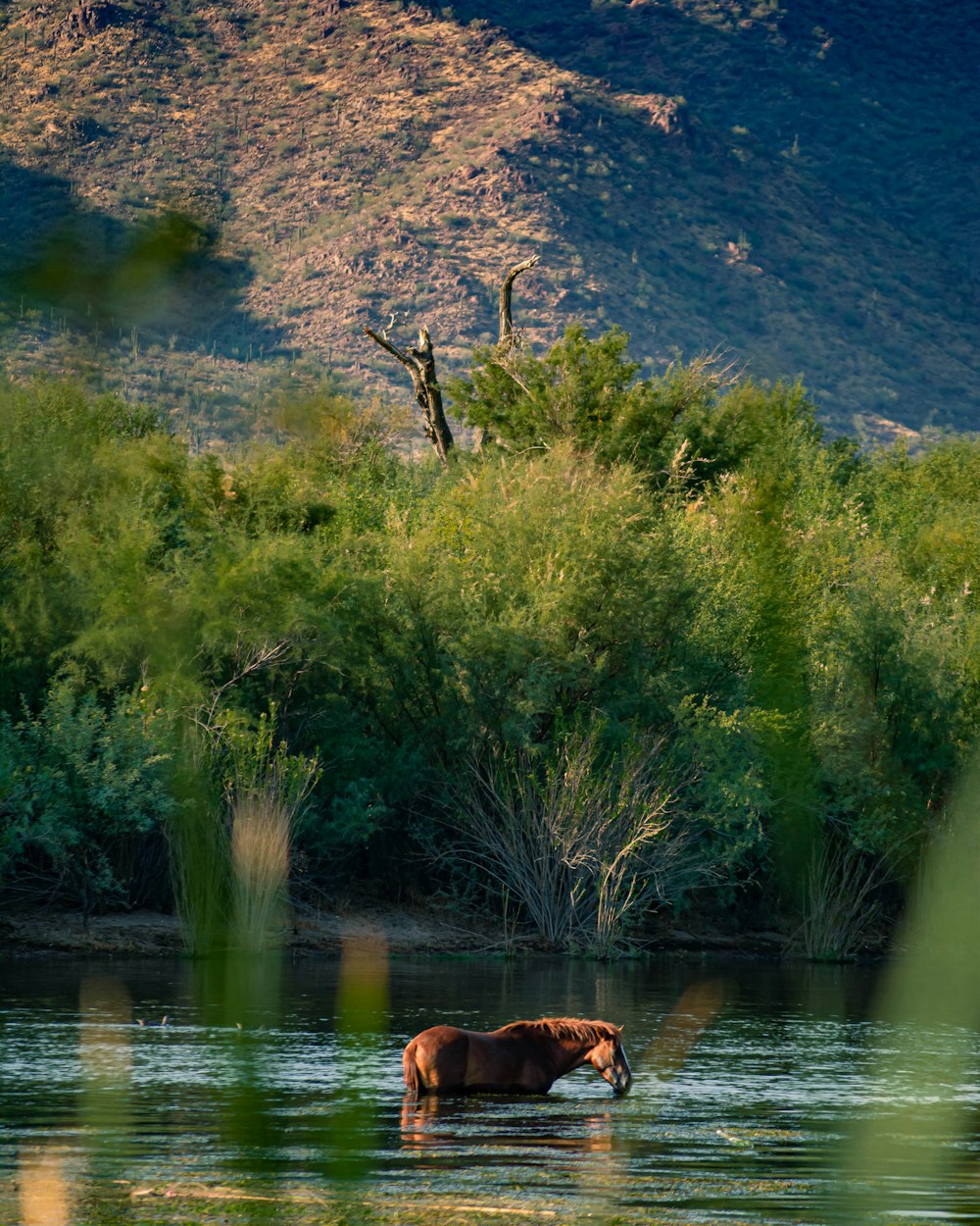 brown horse on river during daytime