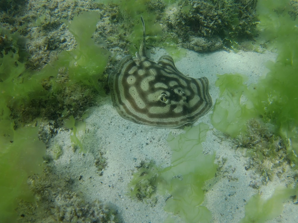 black and white polka dot fish