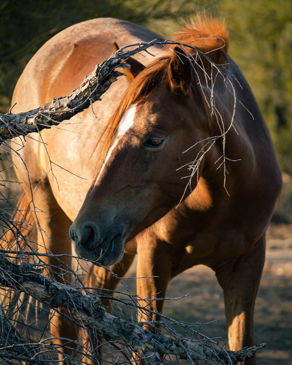 brown horse eating brown grass during daytime