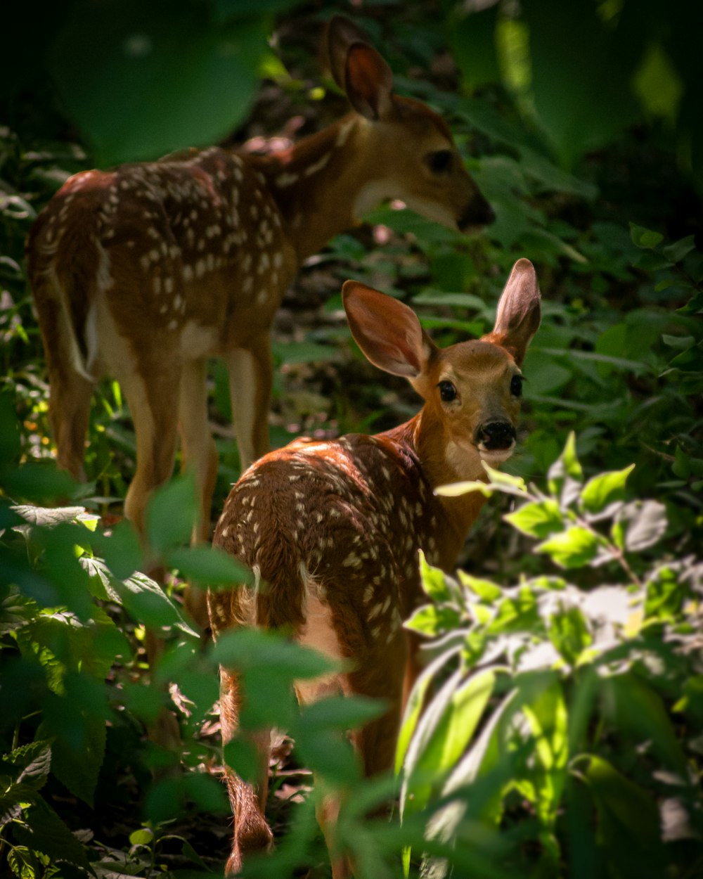 brown and white deer standing on green grass during daytime