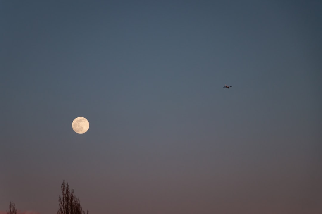 silhouette of birds flying under blue sky during night time