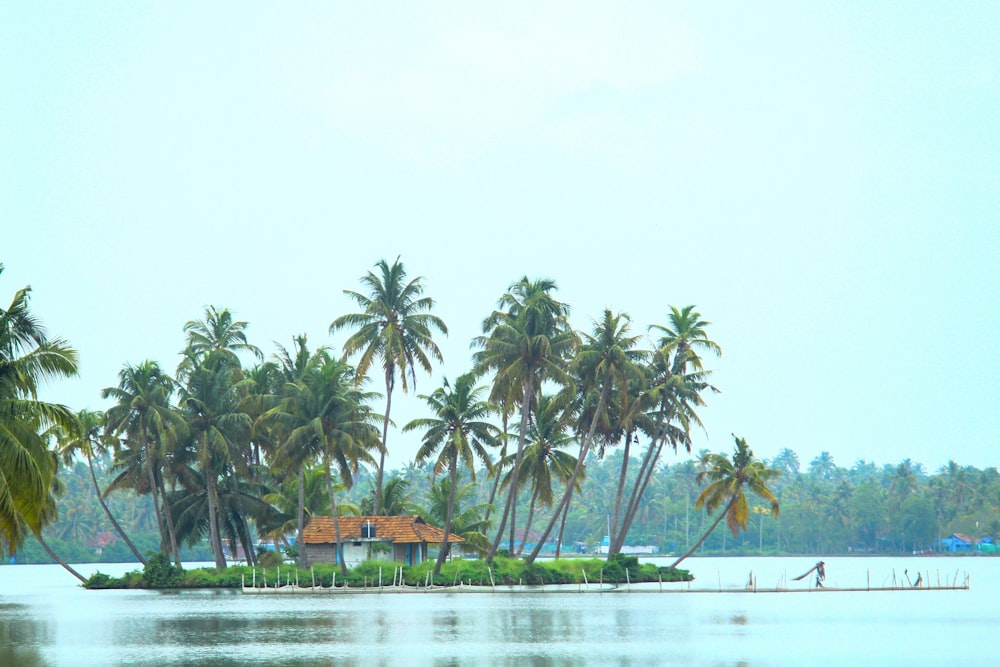 日中の水域近くの緑のココナッツの木