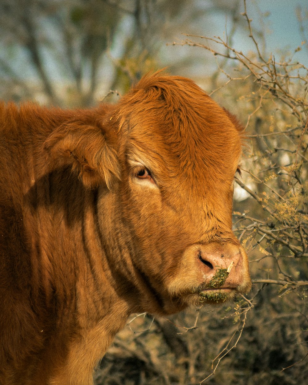 brown cow on green grass during daytime