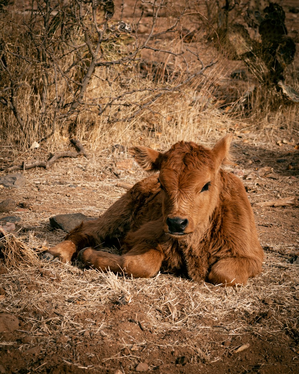 brown horse lying on ground during daytime