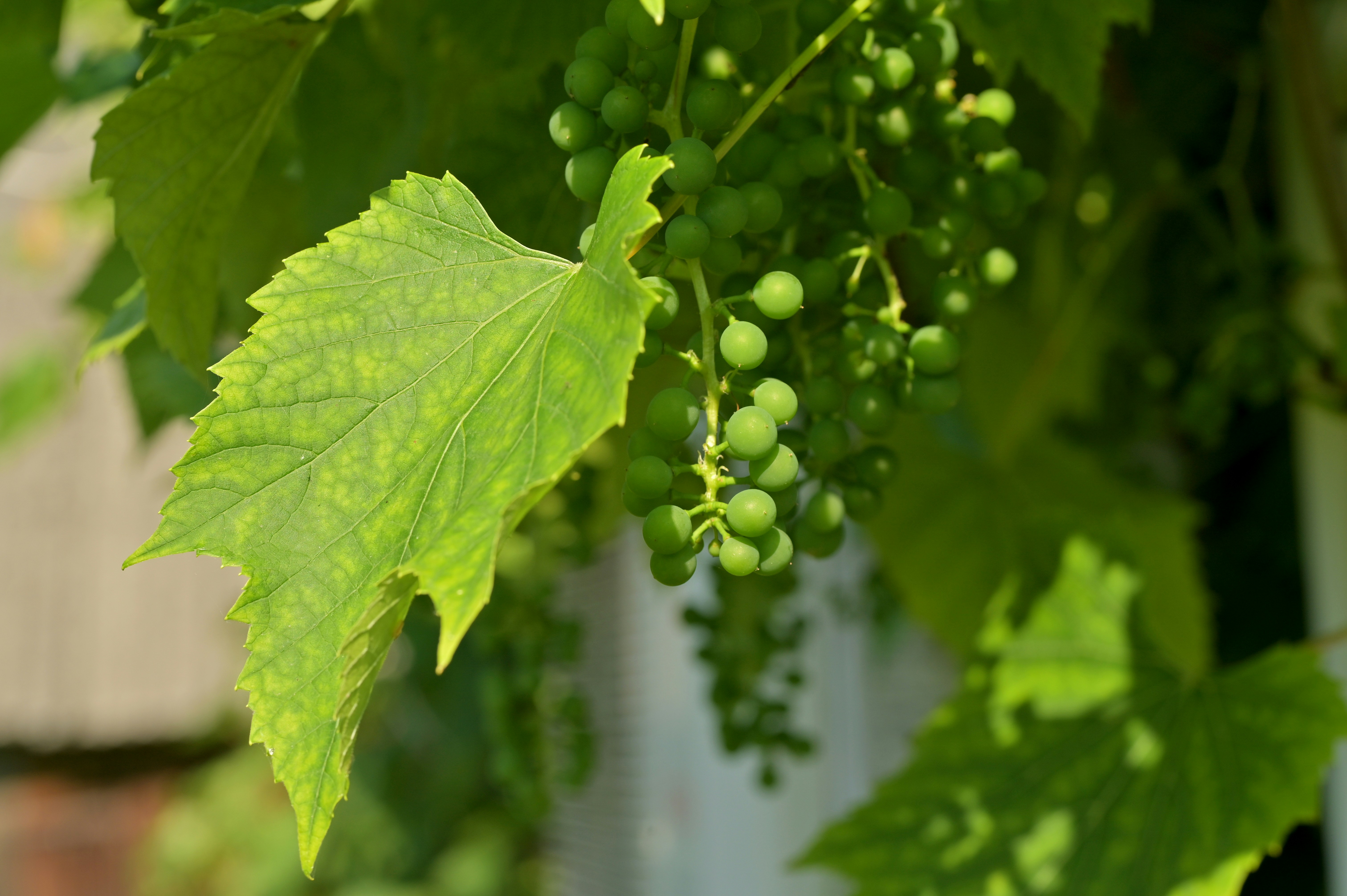 green grapes on green stem