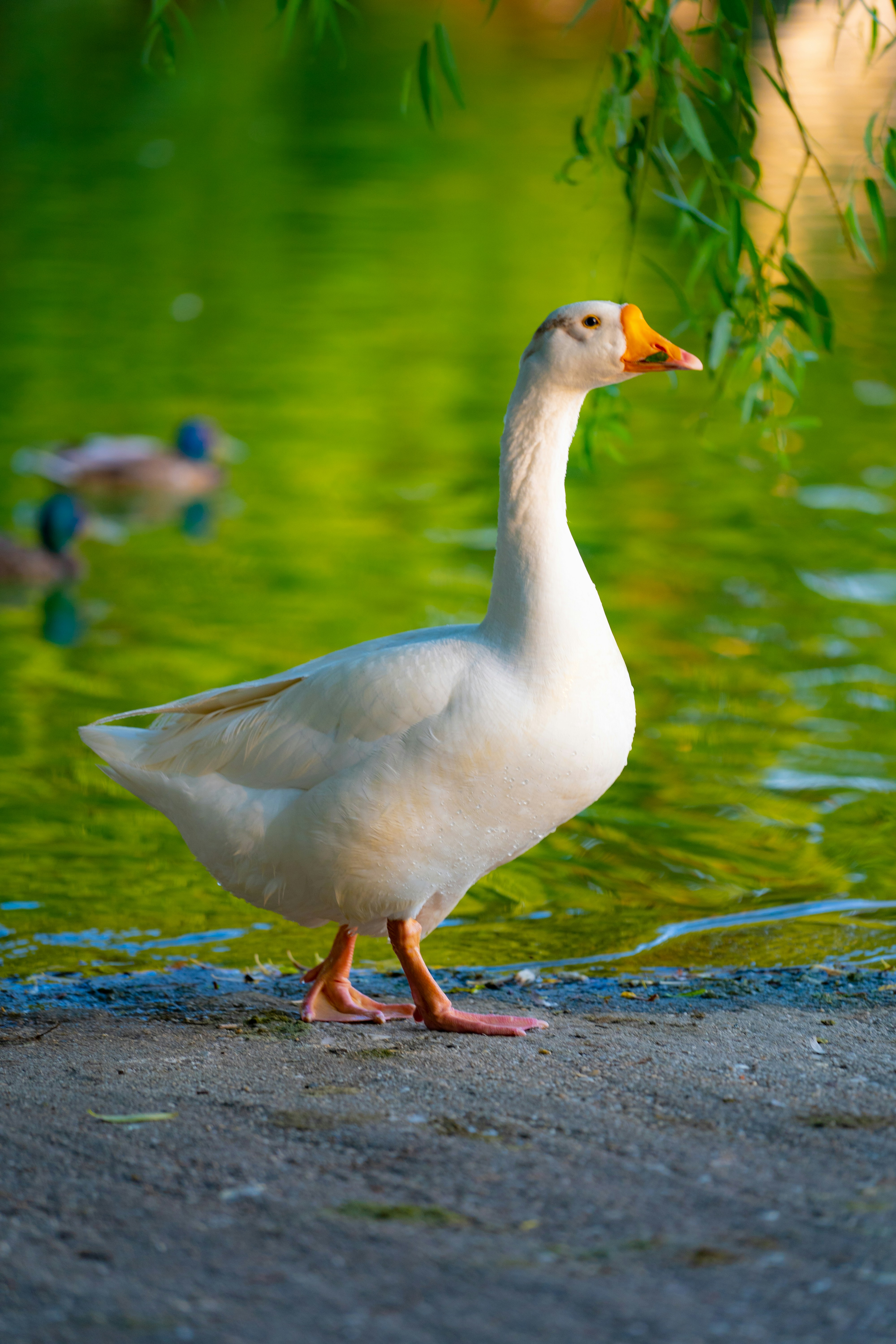 white duck on water during daytime