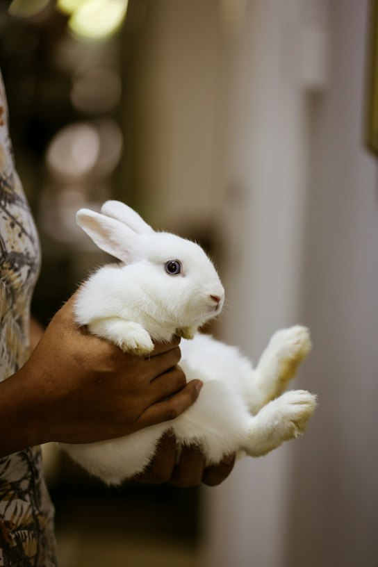 Elena Voss holding Cocoa, her white rabbit