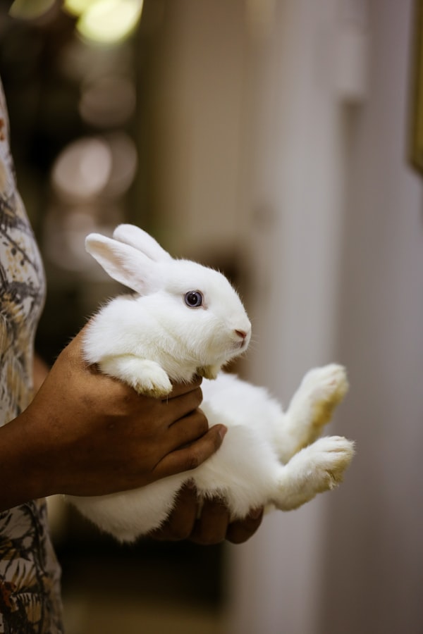 A white rabbit resting comfortably