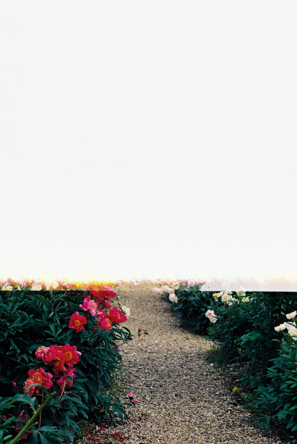 red and white flowers on gray concrete floor