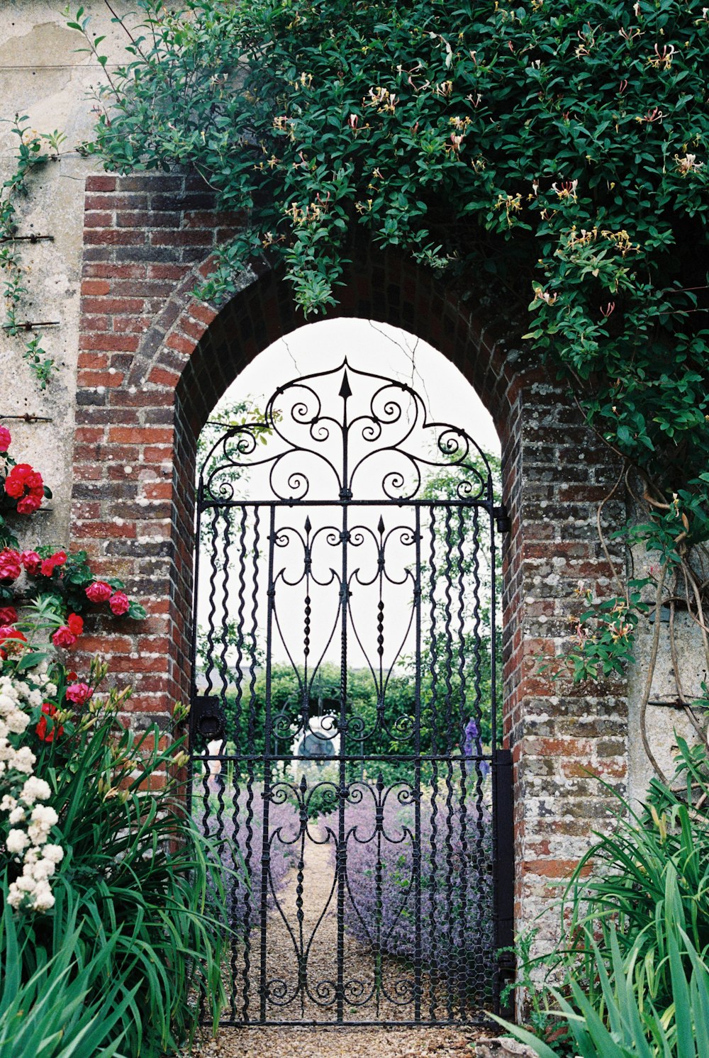 red flowers on black metal gate