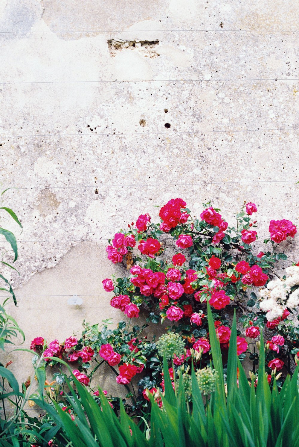 red and white flowers on white wall