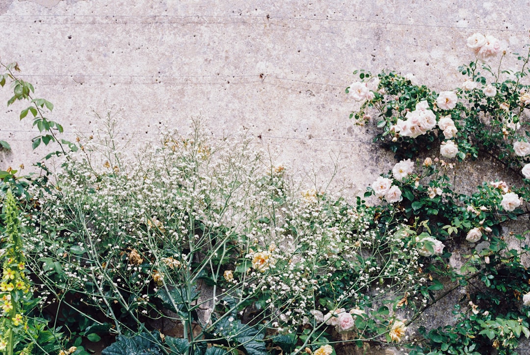 white flowers on gray concrete floor