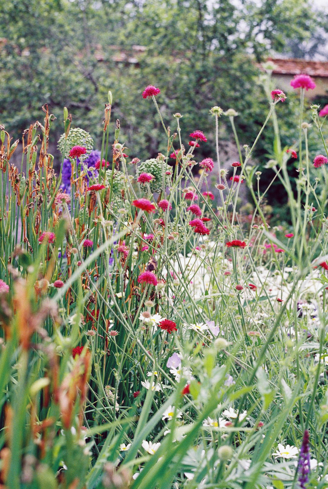 red and white flowers in the field