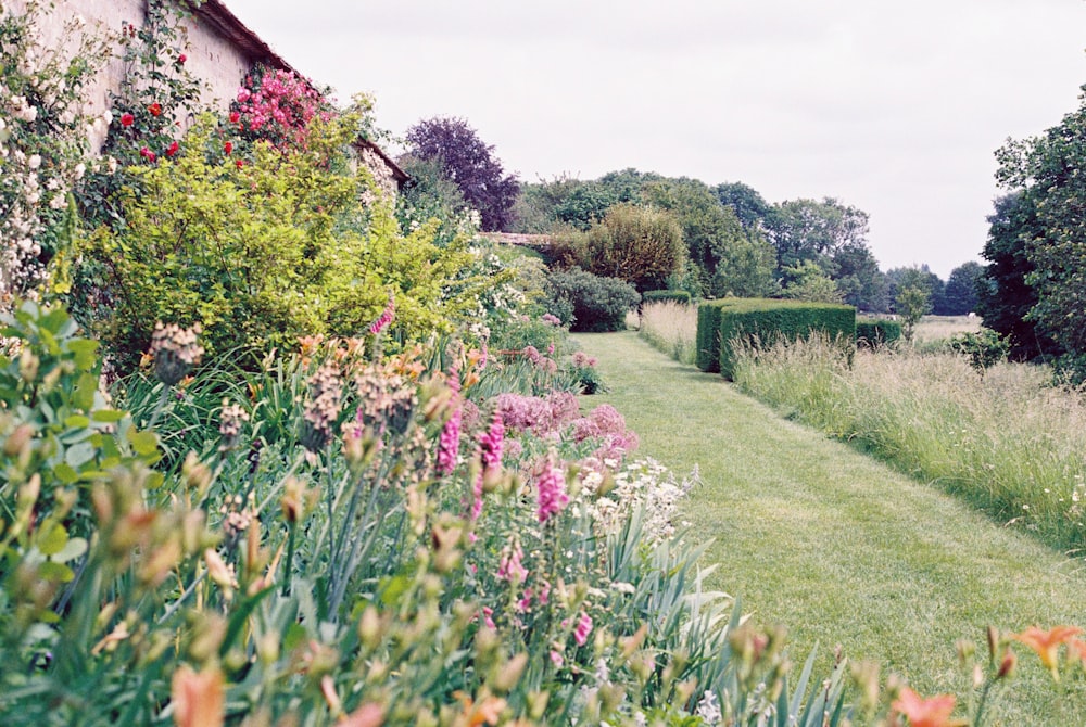 green grass field with pink flowers