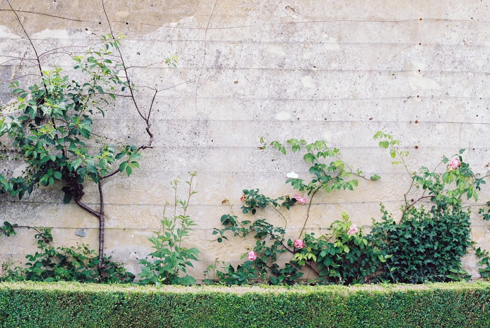 green plants beside white concrete wall