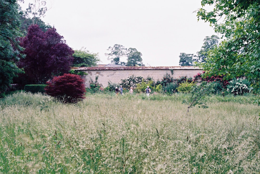 green grass field near green trees during daytime