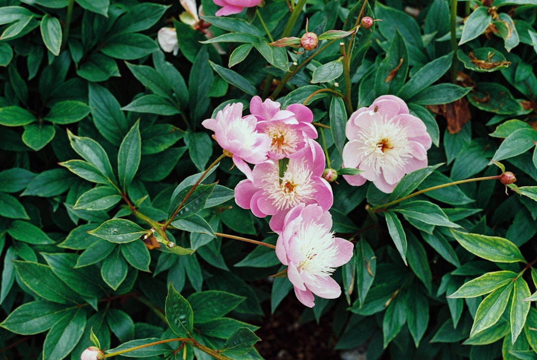 pink and white flowers with green leaves