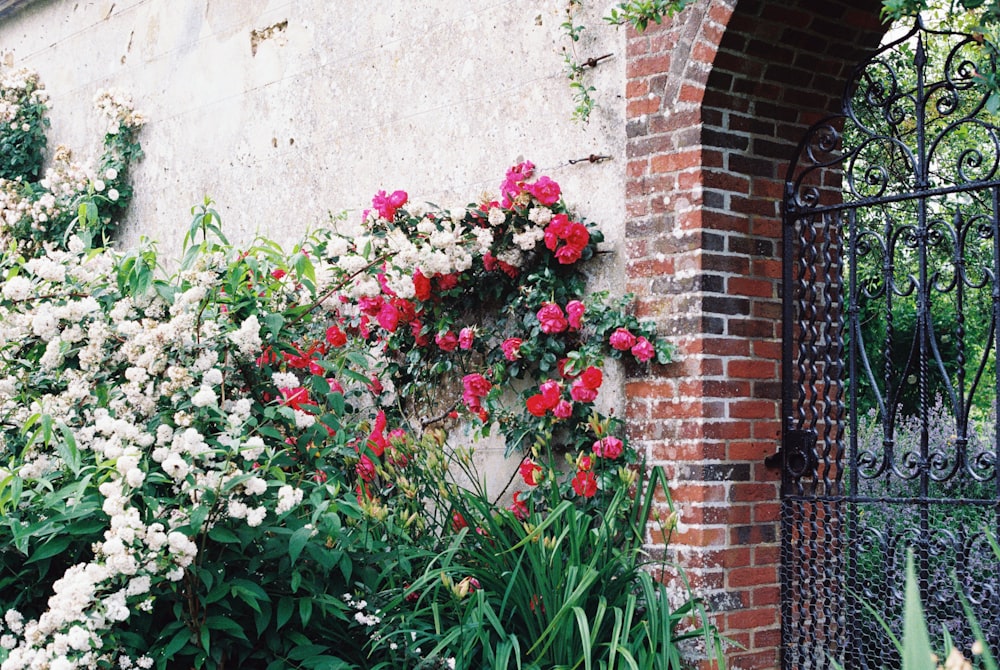 red and white flowers on brown brick wall