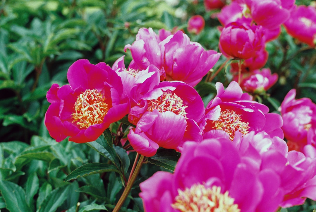 pink flowers in tilt shift lens