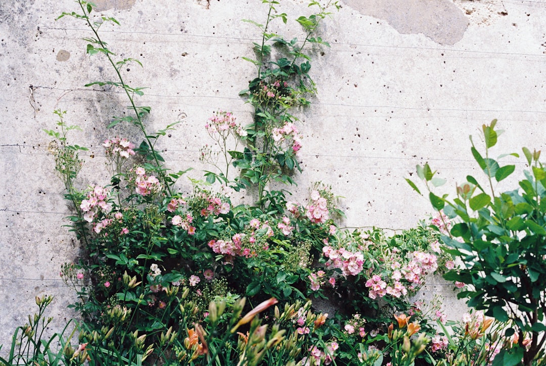 pink and white flowers beside white wall