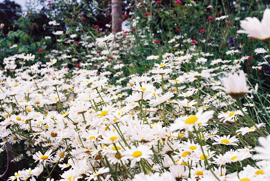 white and yellow flowers during daytime