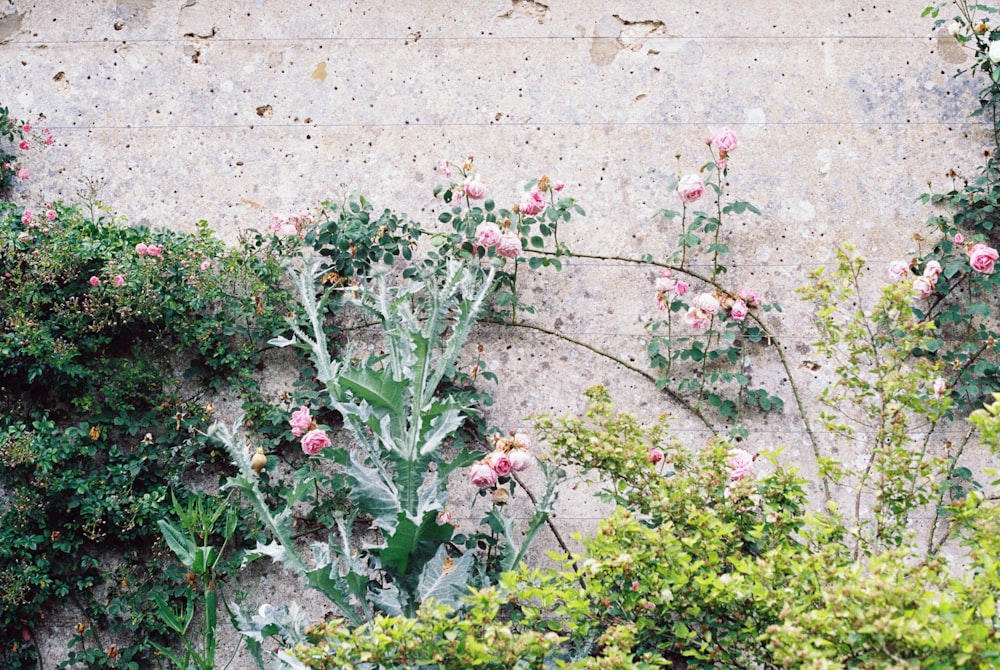 green and pink flower plants