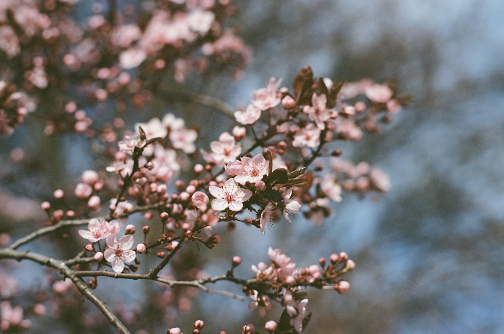 pink and white flowers in tilt shift lens