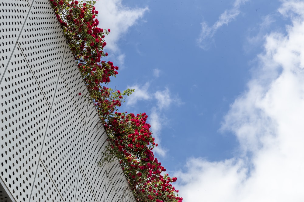 red flowers beside white metal fence
