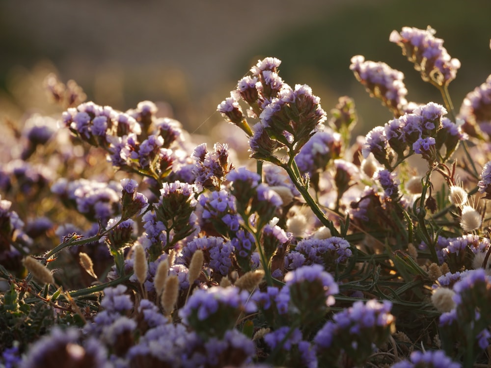 purple flowers in tilt shift lens