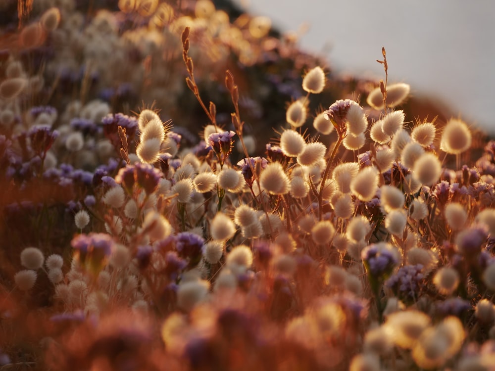 boccioli di fiori bianchi e viola