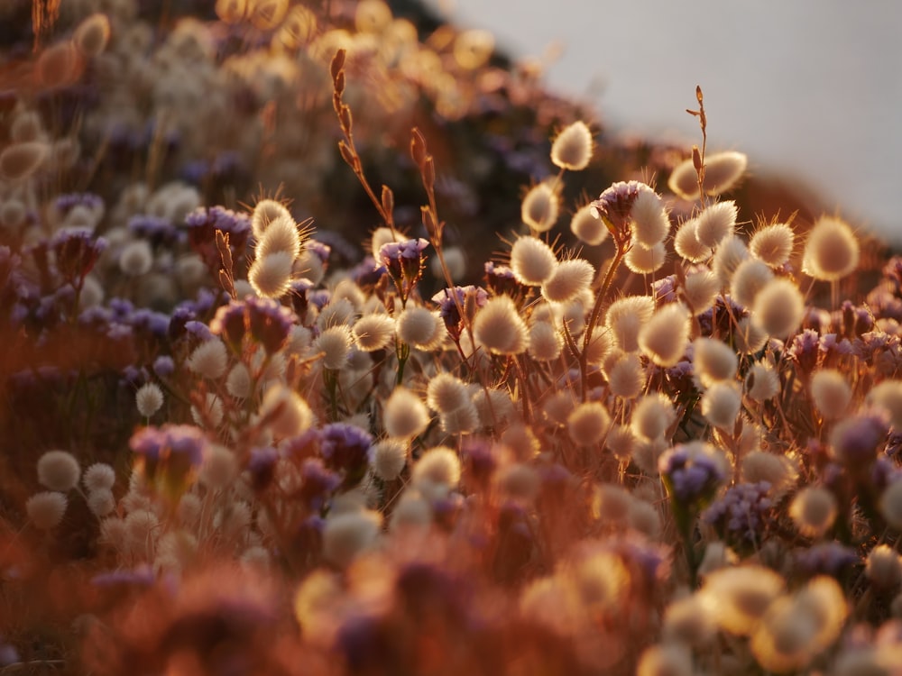 white and purple flower buds