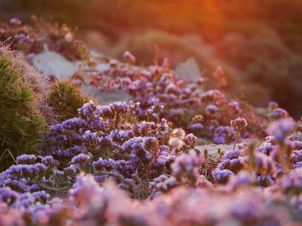 purple flowers in tilt shift lens