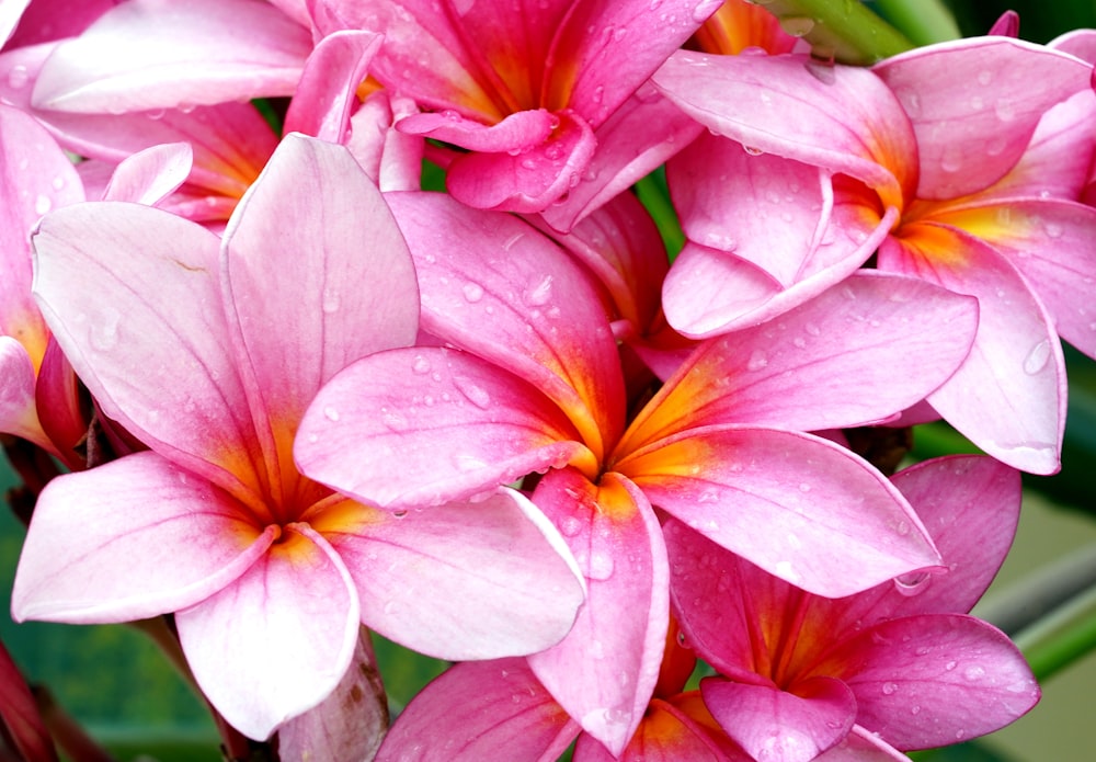 pink and white flower in close up photography