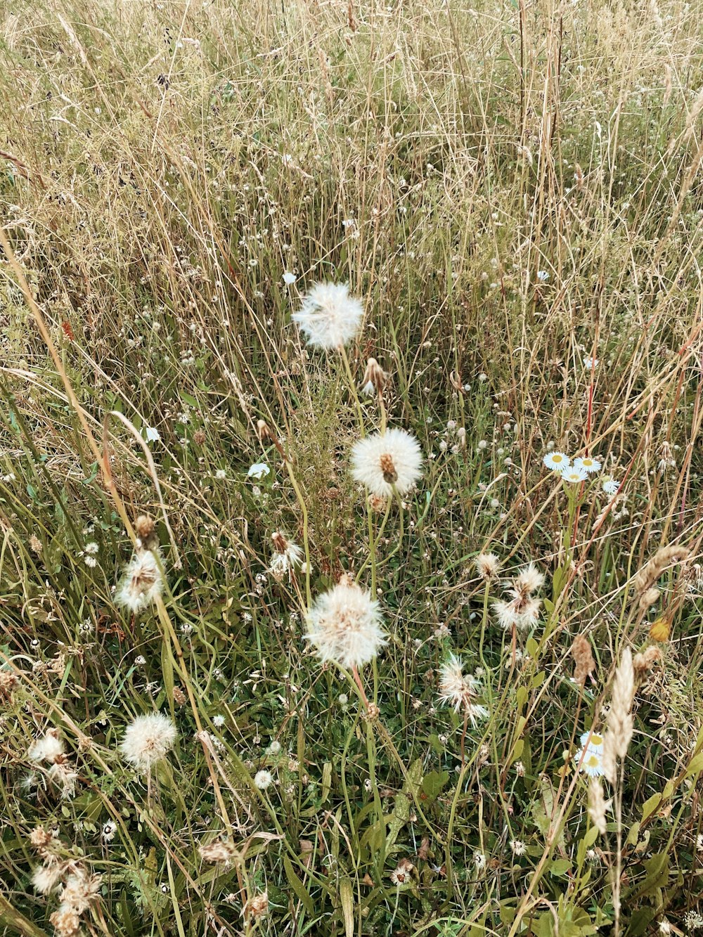 white and brown flowers on brown grass field