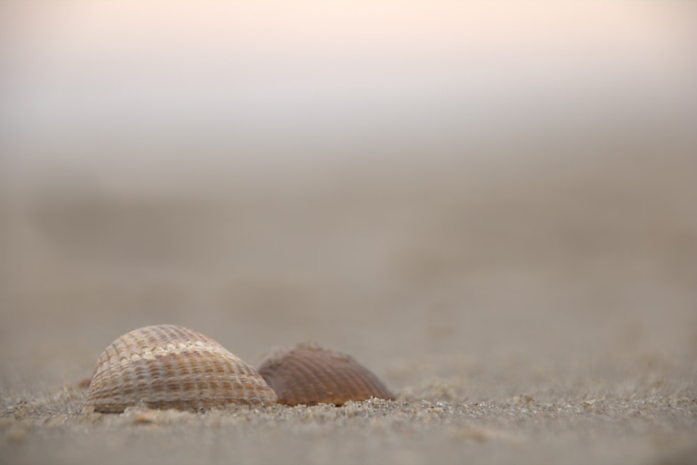 white and brown seashell on brown sand