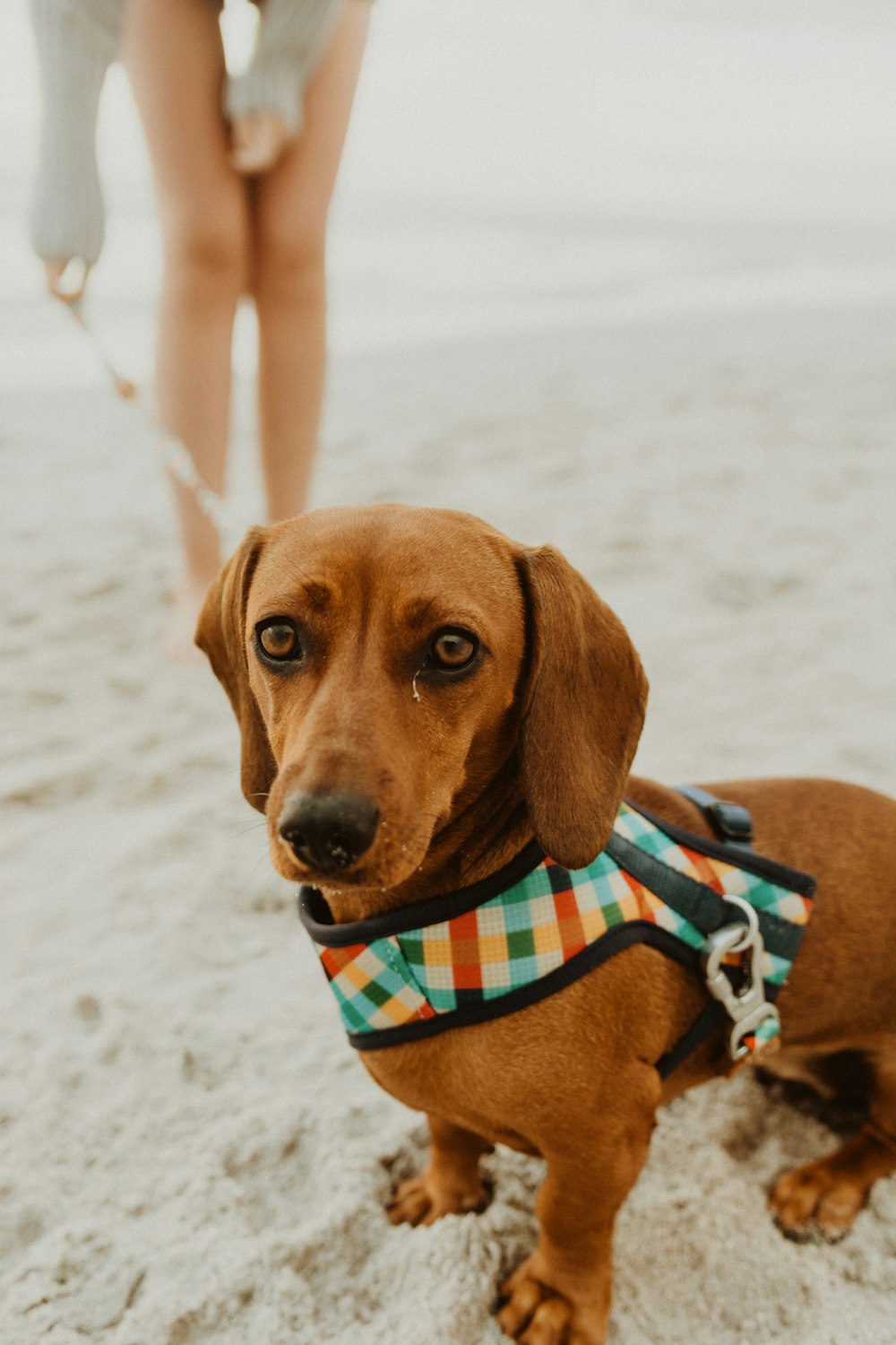 brown dachshund wearing blue and white polka dot shirt