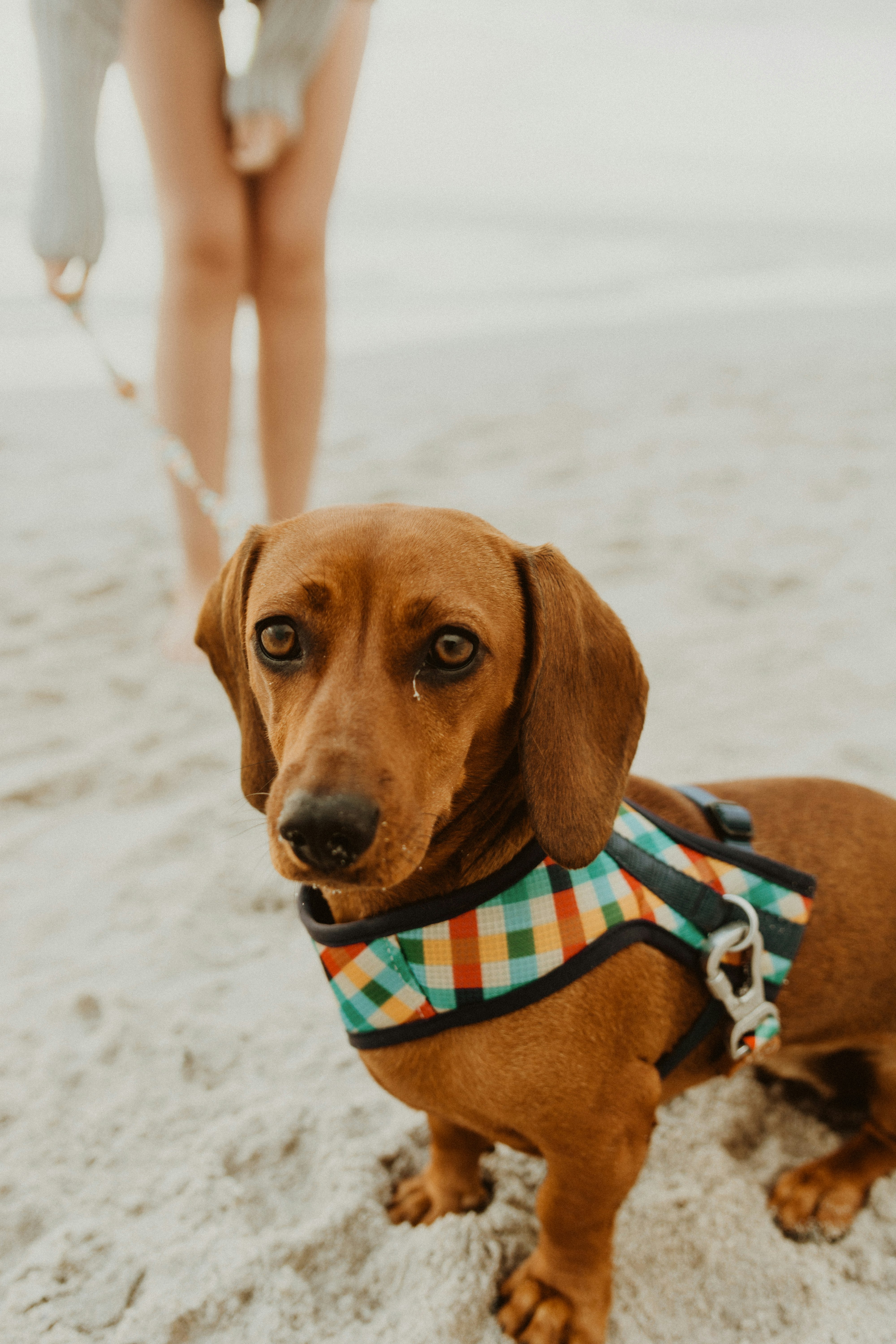 brown dachshund wearing blue and white polka dot shirt