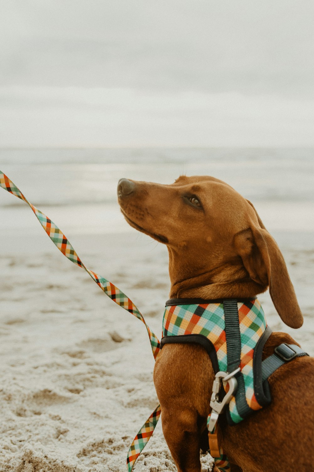 brown short coated dog wearing blue and white plaid scarf